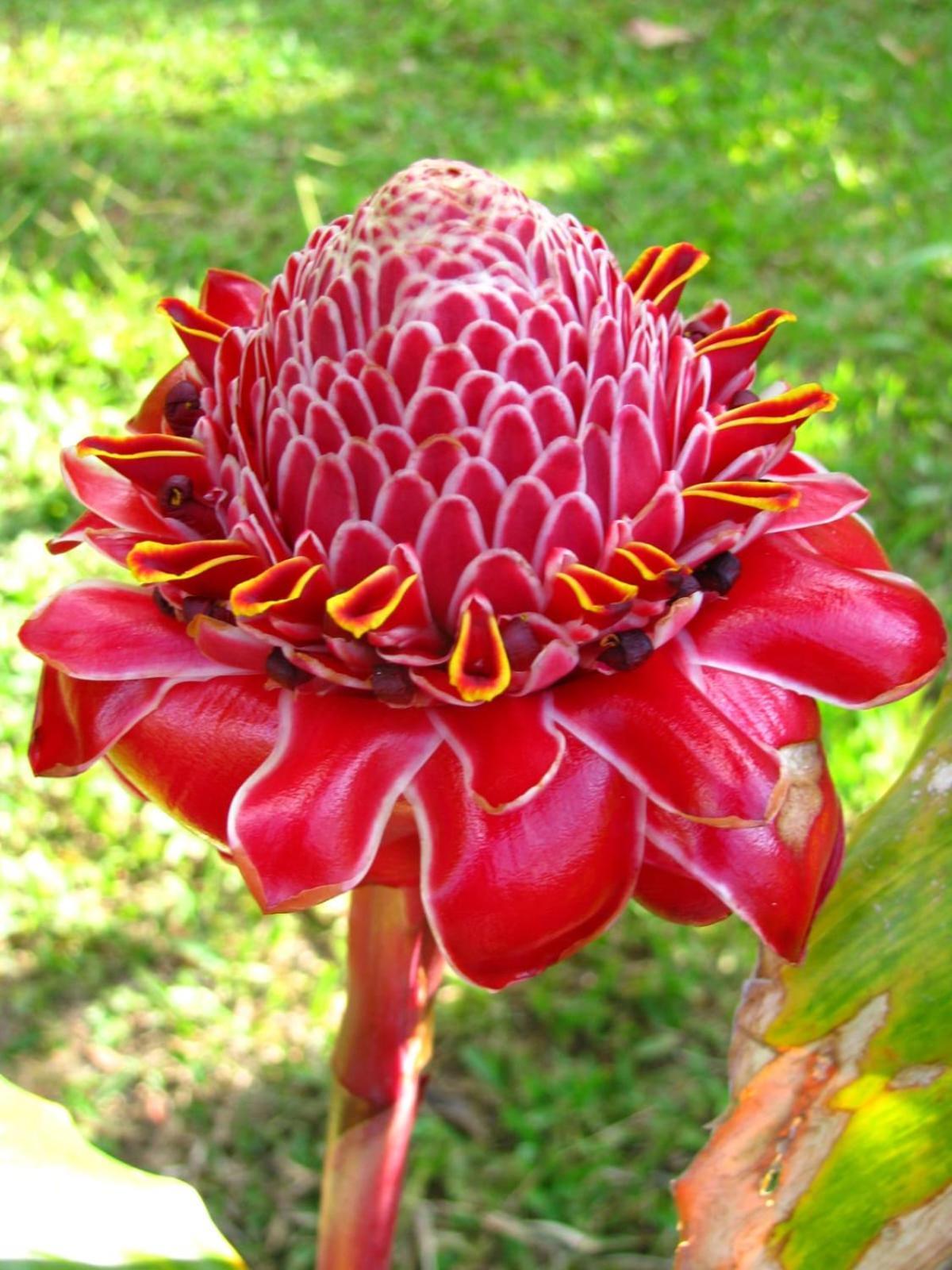 Cacao Río Celeste Hotel
