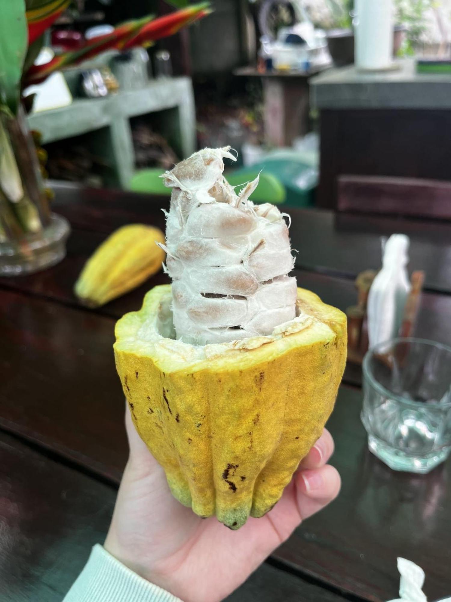 Cacao Río Celeste Hotel Bijagua