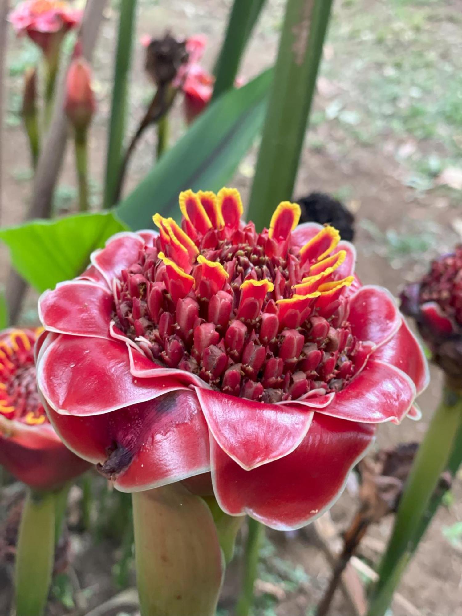 Cacao Río Celeste Hotel Bijagua