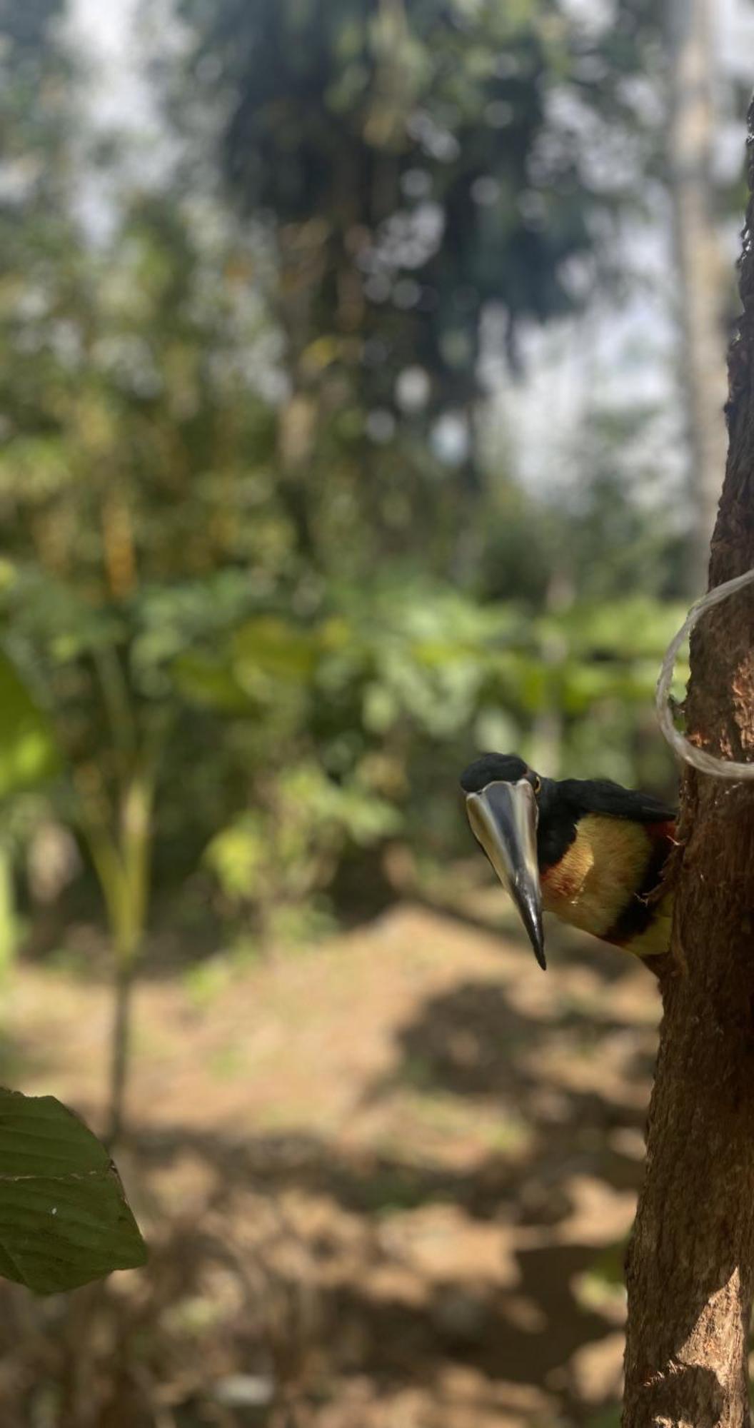 Cacao Río Celeste 2*