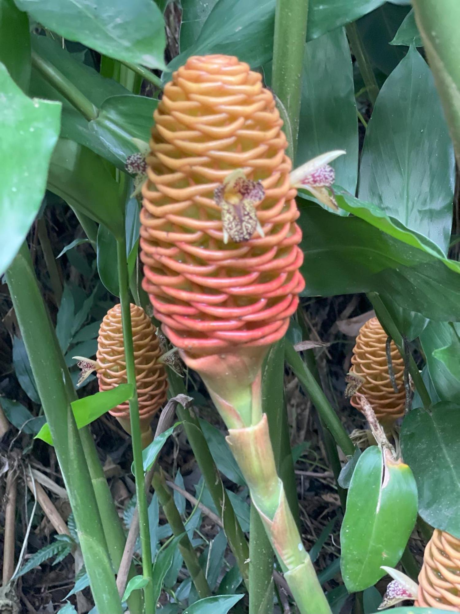 Cacao Río Celeste Bijagua