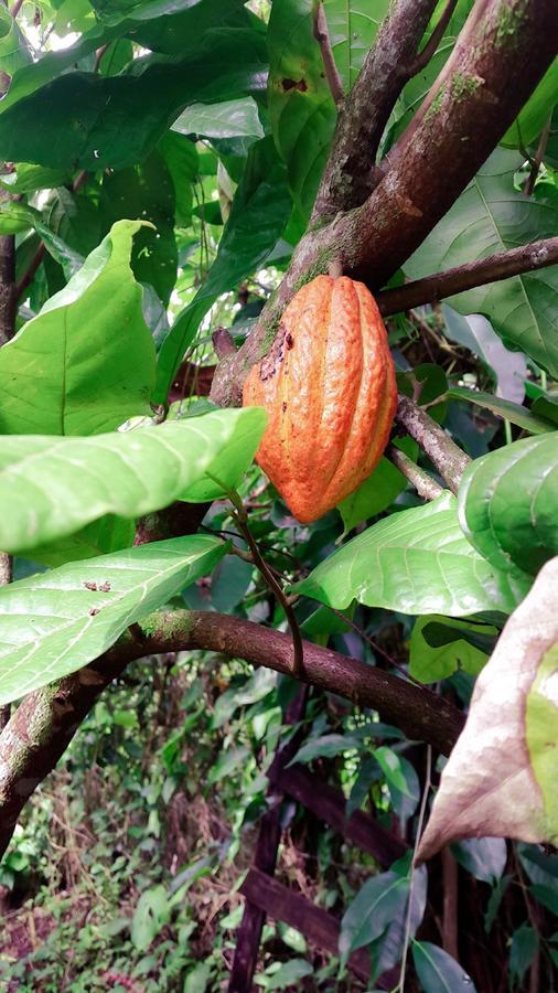 Cacao Río Celeste Bijagua
